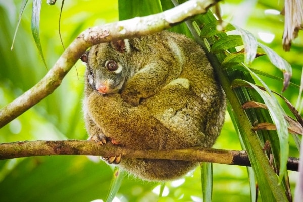 Green ringtail possum (Pseudochirops archeri)